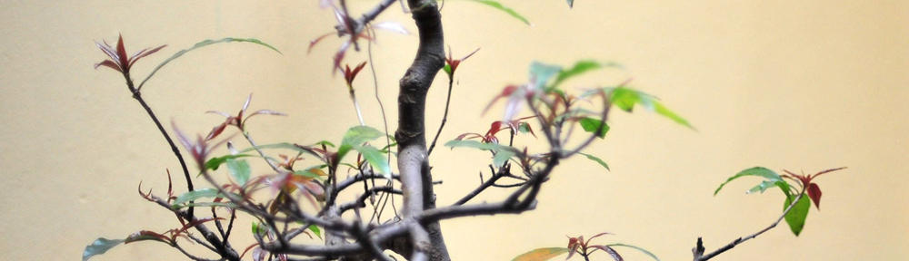 Psychotherapy and Counselling